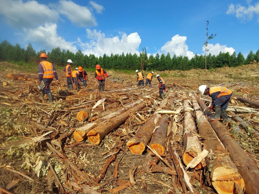 Kwabakya crew in helmets and high-visibility vests debarking eucalyptus poles on a harvesting site