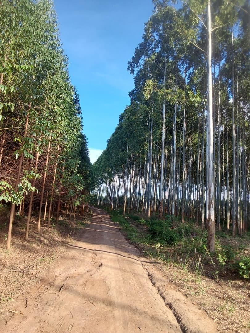 Plantation road running between tall eucalyptus stands
